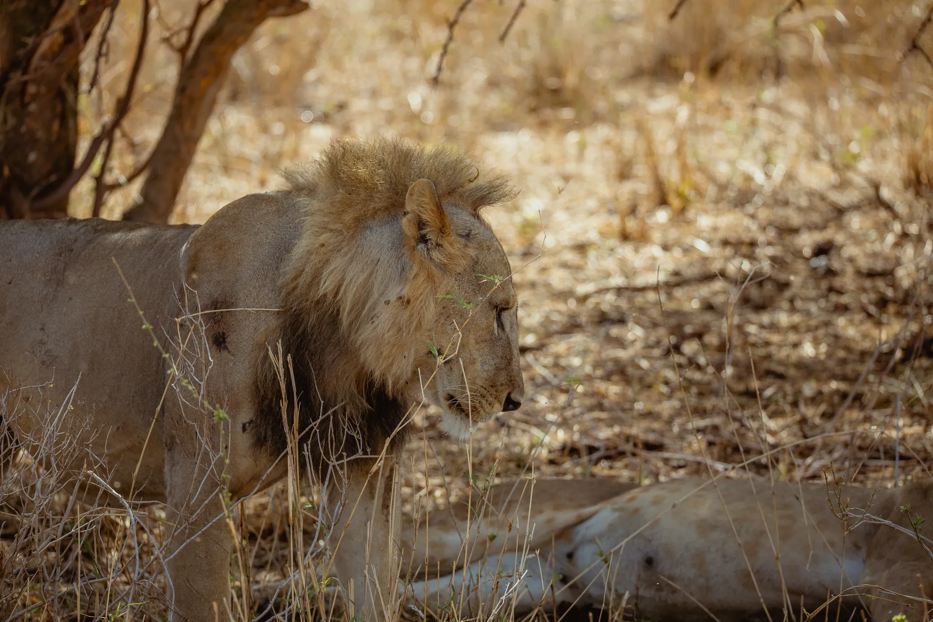 Lion in an East African safari landscape